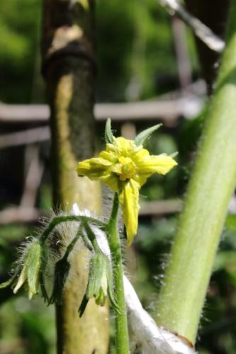 20160618 トマト.jpg