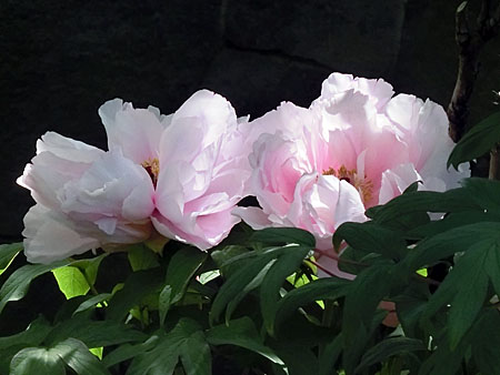 牡丹と芍薬の違い 写真総動員で比べみた ニャンコと毎日健康日和 楽天ブログ