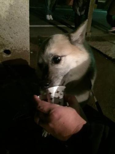 犬に甘酒.JPG