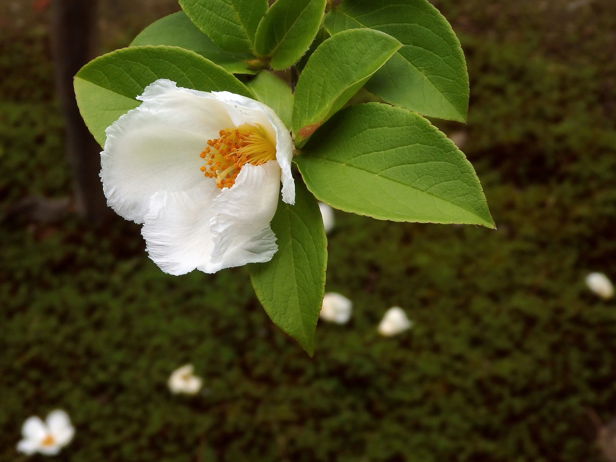 沙羅の花 多景のふと思うとき 楽天ブログ