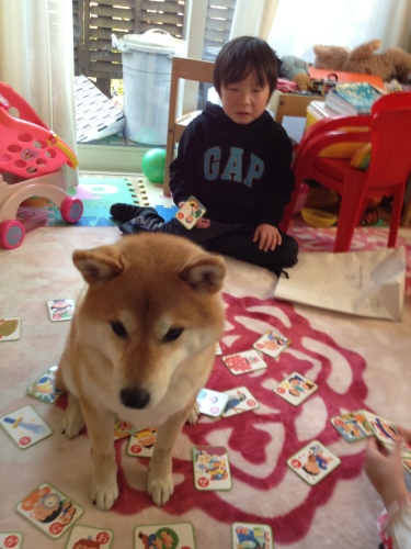 記事一覧 柴犬 チコのおてんば日記 楽天ブログ