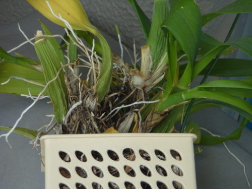 植え込み材料なしの着生蘭 ユーチャンのブログ