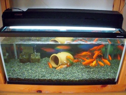 金魚水槽