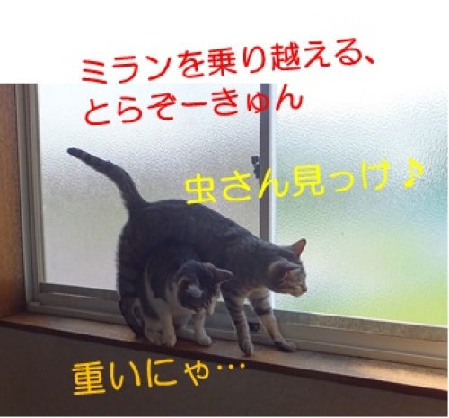20130521_11.jpg
