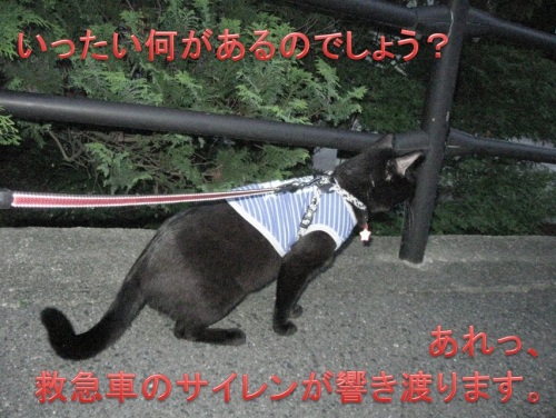 チャン37.jpg