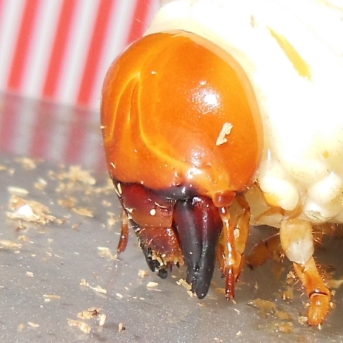 hB4cδ-23-23 (2).JPG