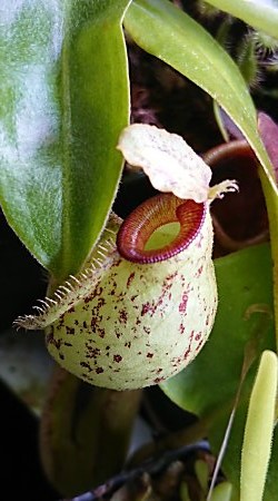 秋葉と格納シーズン 僕の食虫植物日記 楽天ブログ