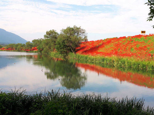 津屋川堤防　彼岸花　岐阜県海津市