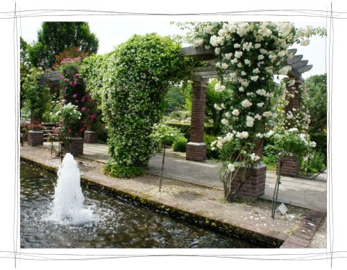 花フェスタ記念公園　岐阜　可児　バラ