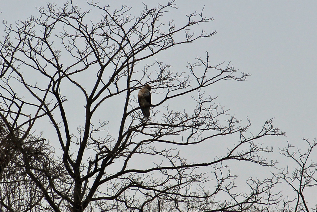 ノスリ（東京港野鳥公園）