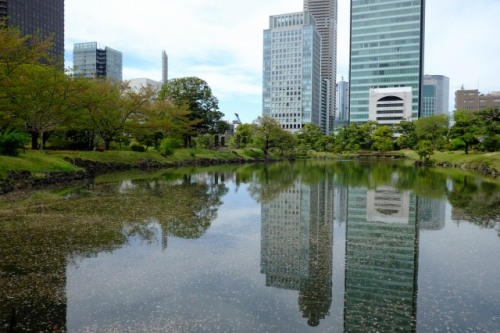 SHIBA RIKYU 18.Apr.2017-2.jpg