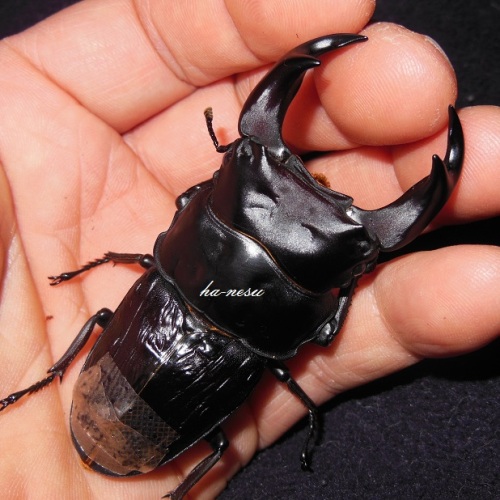 hB3Cβ-31-02 (2).JPG