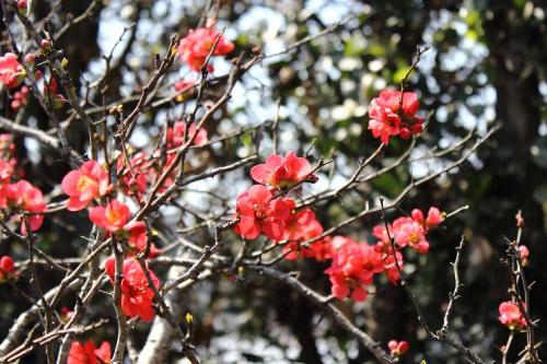 20160320 木瓜13.jpg