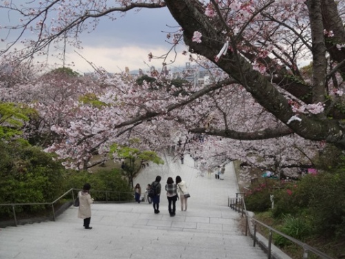 3.2016年桜 西公園  (14).JPG