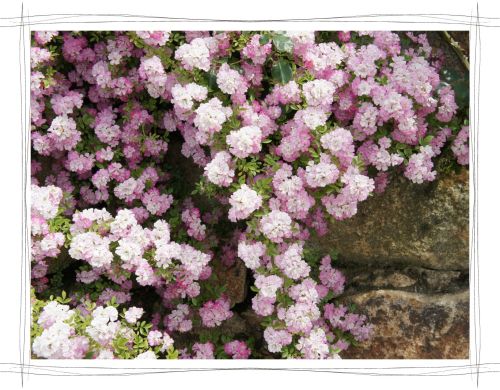 花フェスタ記念公園　岐阜　可児　バラ