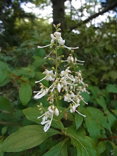 有毒植物 裏庭のおしゃべり 楽天ブログ