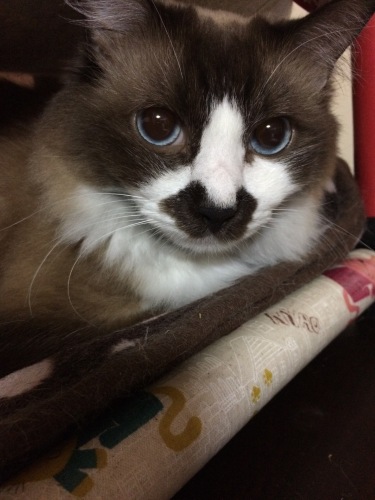 IMG_0289 - コピー.JPG