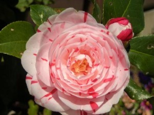 DSCN6867 (300x225).jpg