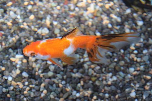 20150329 オーロラ2.jpg