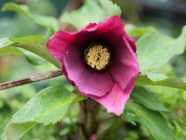 6th チベタヌス交配 レッド開花! | 植物男子ツボニワー - 楽天 6th チベタヌス交配 レッド開花! | 植物男子ツボニワー - 楽天