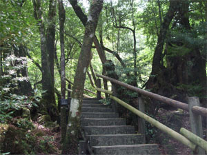 屋久島32.jpg