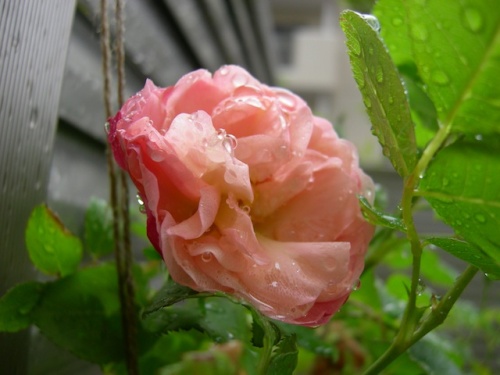 アクロポリスロマンティカ 薔薇と洗濯物の小さな庭 楽天ブログ アクロポリスロマンティカ 薔薇と洗濯物の小さな庭 楽天ブログ