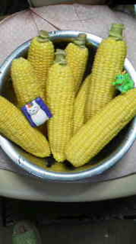 とうもろこし.jpg