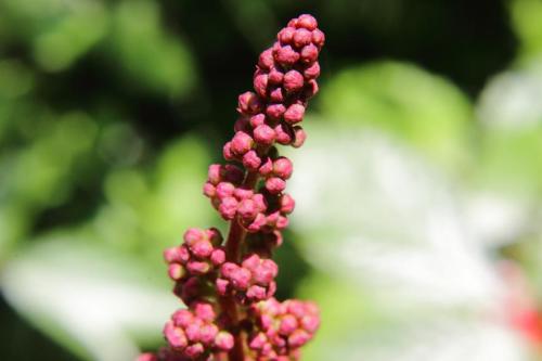 20160507 アスチルベ(赤).jpg