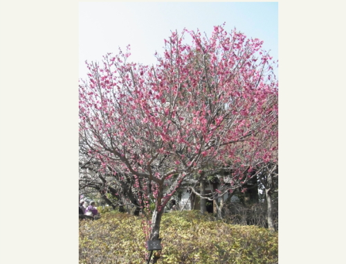 20130309梅林公園６　黒雲.jpg