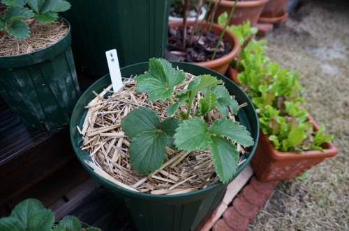 DSC05378 (1280x851).jpg