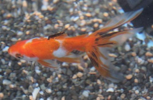 20150614 オーロラ.jpg