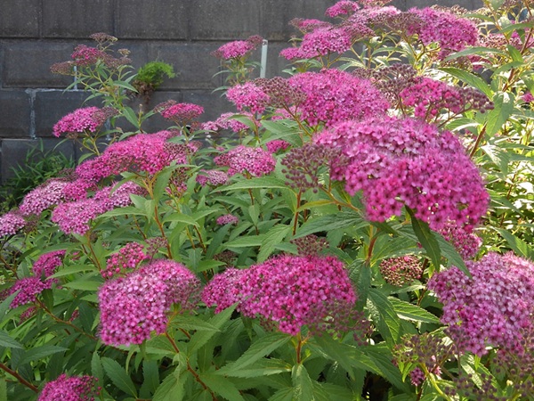         花の小径