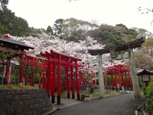 2.2016年桜 宮地嶽神社 (13).JPG