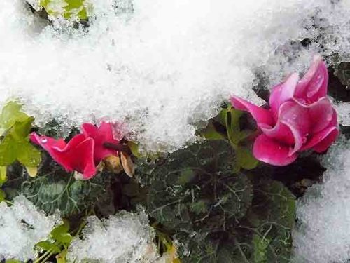 P1630408(640x480)今日の雪・ﾍﾞゴニｱに雪雪.jpg