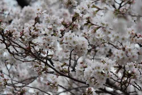 IMG_8201 (640x427).jpg