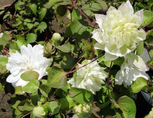 2016-04-19 13.50.21.jpg