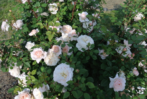 DSC_4395.JPG