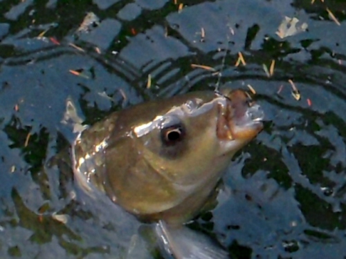 釣られちゃった