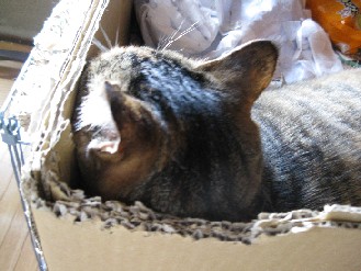 クロ・ゴン・みかん　2012.05.31 007.jpgブログ.jpg