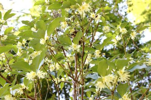 20160320 シキミ4.jpg