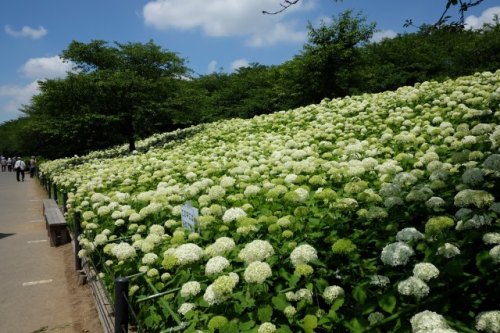 14.Jun.2017 GONGENDO AJISAI-5.jpg