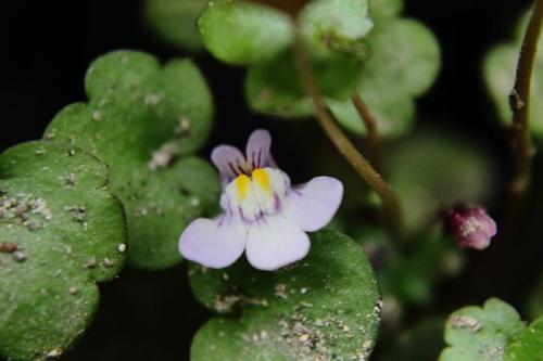 20160403 ツタバウンラン 5.jpg