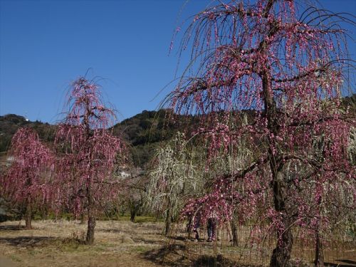 DSC02207_R.JPG