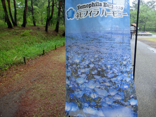 ひたち海浜公園11.jpg