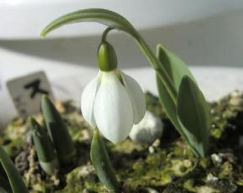 C:\fakepath\snowdrop05-140124.jpg