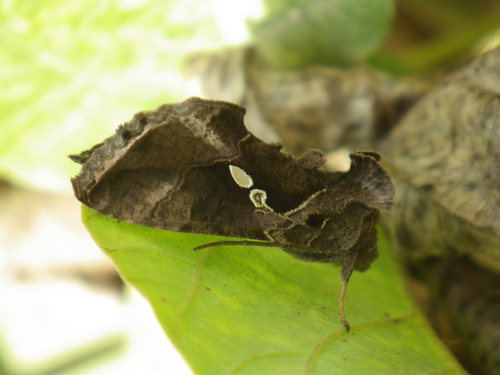 タマナギンウワバ