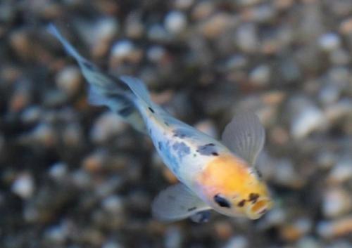 20150614 ブリストル朱文金.jpg