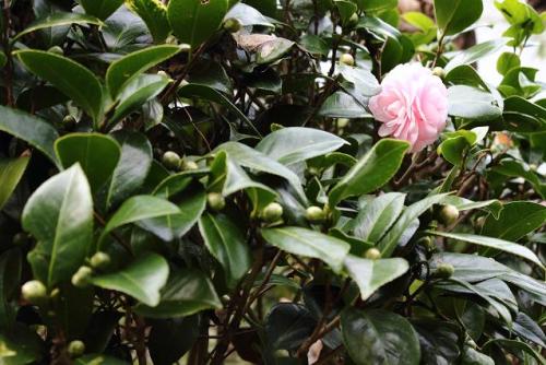 20151220 オトメツバキ3.jpg