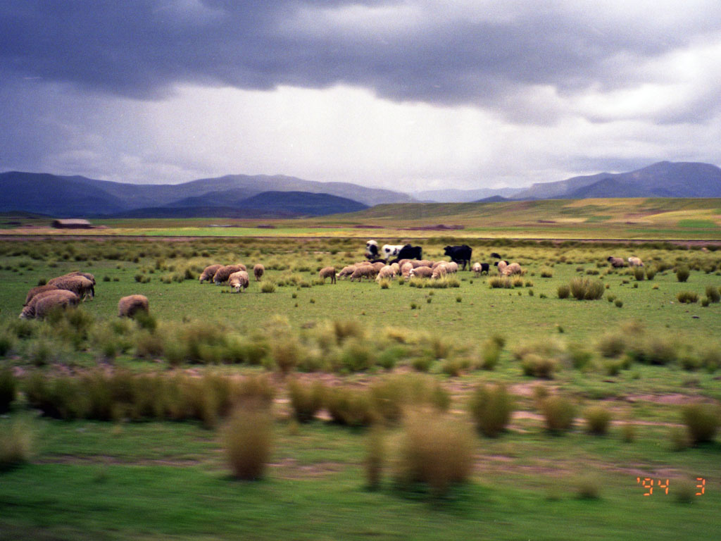 ティワナク遺跡への途中 A Tihuanacu Marzo/1994