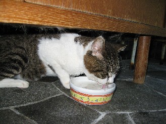 クロ・ゴン・みかん　2012.08.04 001.jpgブログ.jpg